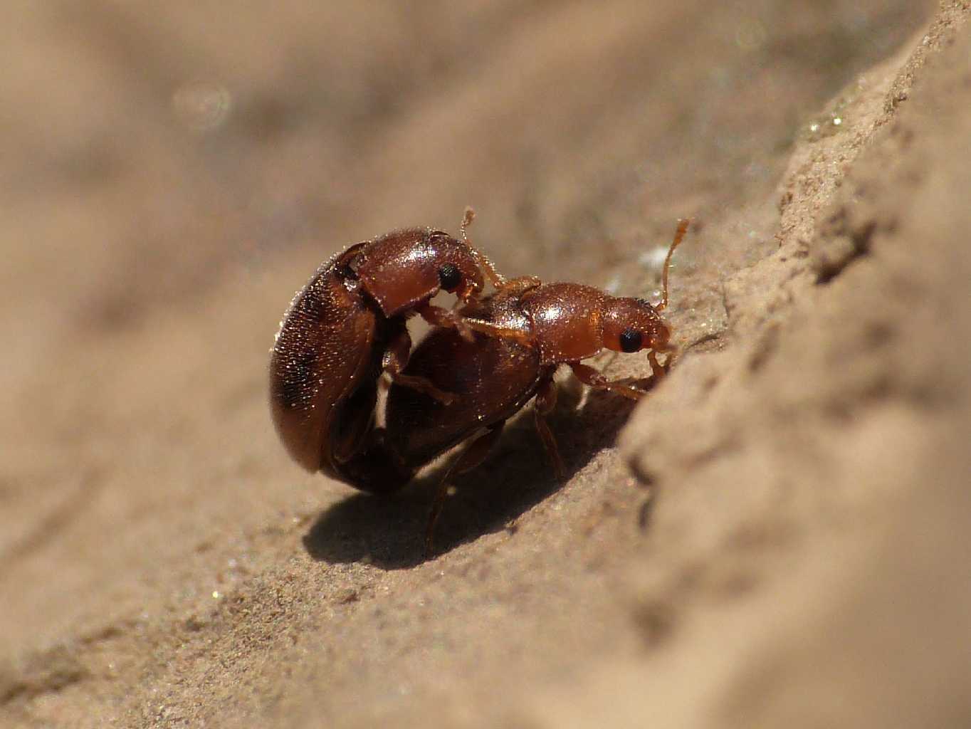 Scymnus? No. Rhyzobius litura in copula